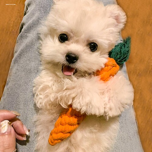 狗狗玩具绳结拖鞋磨牙耐咬胡萝卜泰迪博美幼犬小型犬互动宠物拔河