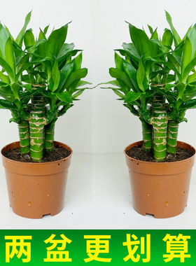 步步高富贵竹观音竹带根须水养荷花竹水培土培盆栽室内招财植物