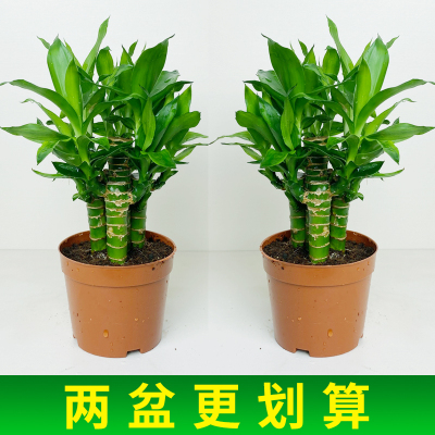 步步高富贵竹观音竹带根须水养荷花竹水培土培盆栽室内招财植物