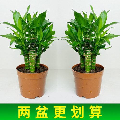 步步高富贵竹观音竹带根须水养荷花竹水培土培盆栽室内招财植物