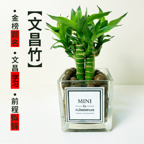 文昌竹4支金榜题名龙竹客厅桌面绿植水培小盆栽净化空气