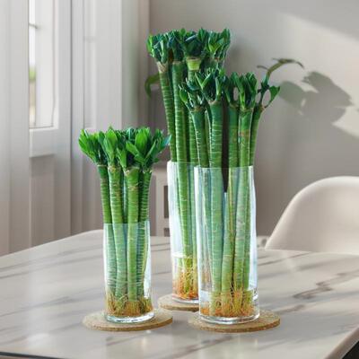 龙竹文昌竹带根水养植物招财