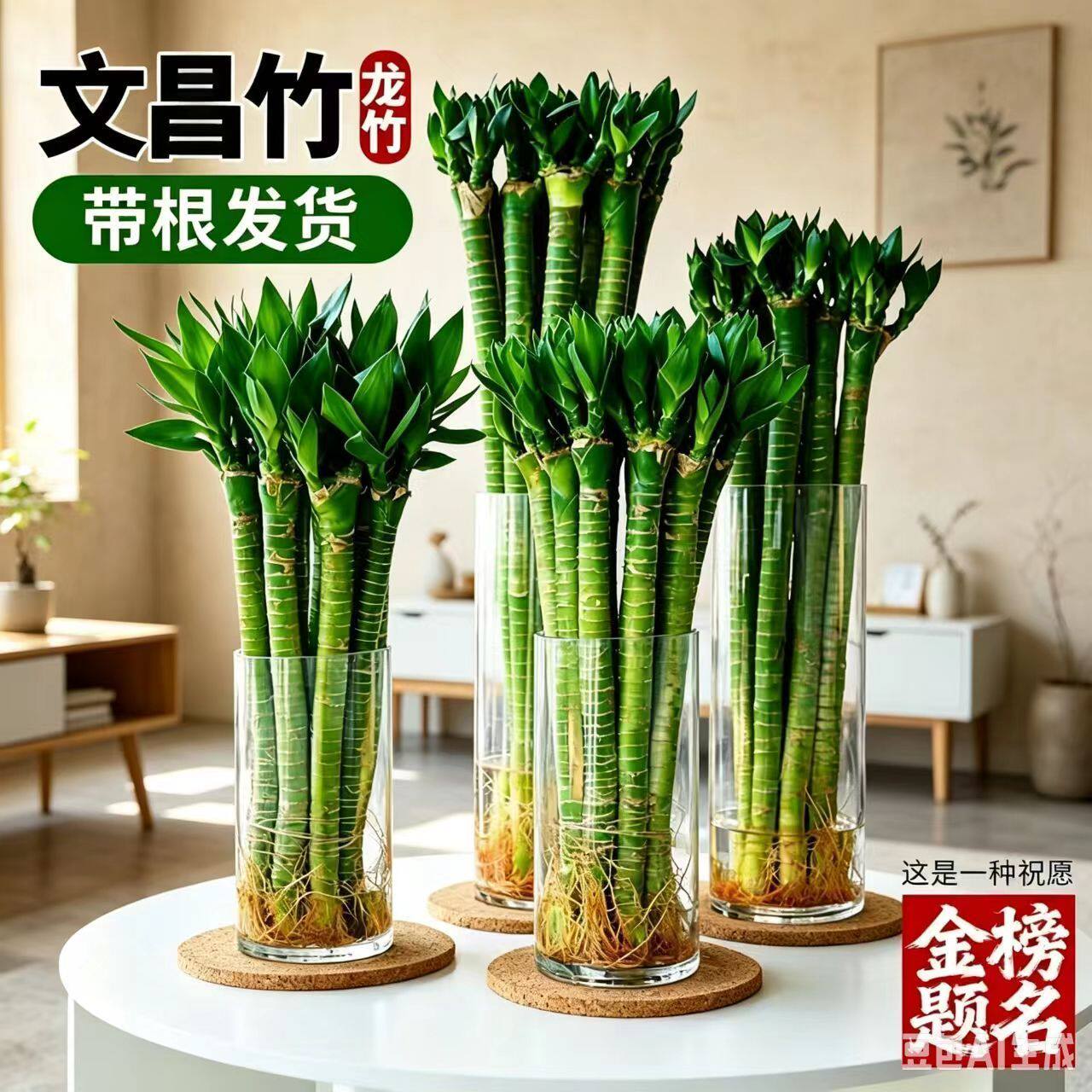 文昌竹龙竹带根发财竹富贵竹水养植物客厅室好养内盆栽水培绿植
