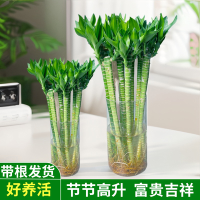 文昌竹龙竹带根富贵竹绿植