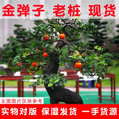 金弹子盆景老桩树桩绿植阳台观果植物四季常青不落叶黑塔子练手桩
