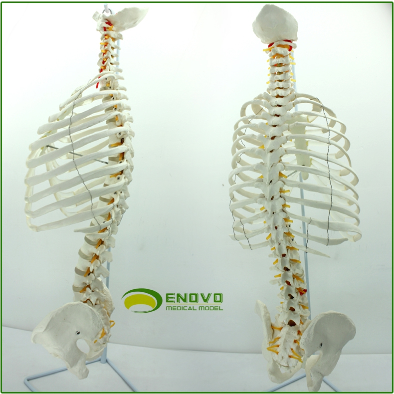 ENOVO颐诺医学人体脊柱模型脊椎骨盆整骨胸骨肋骨胸腔骼模骨架型