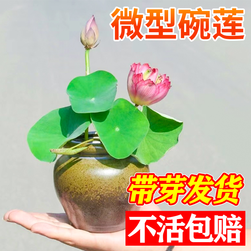 碗莲水培植物小型微型荷花睡莲根碗莲种藕苗无土盆栽水养花卉植物