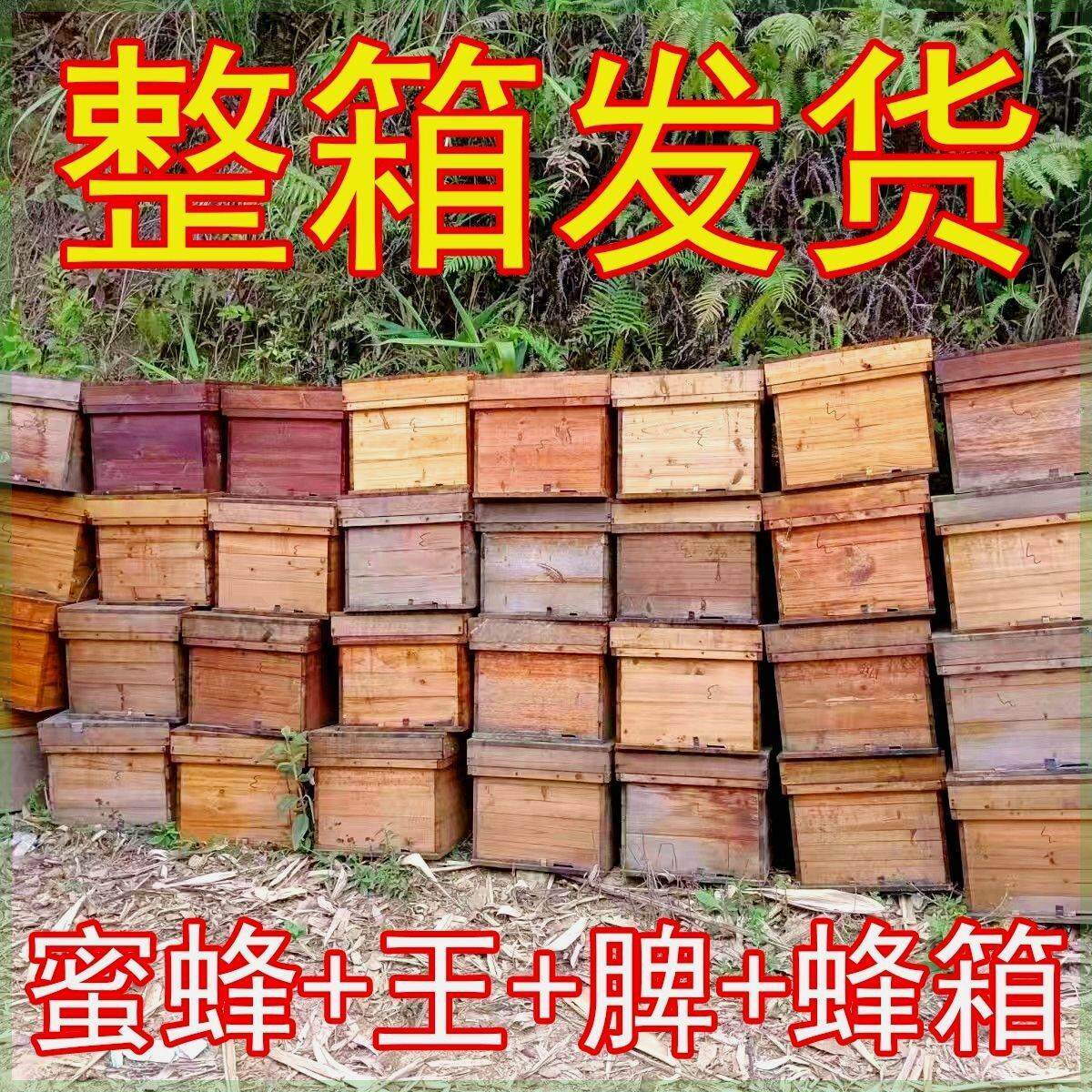 广西蜜蜂中蜂整箱中华蜜蜂带子带王出售优质土蜂笼蜂蜂种