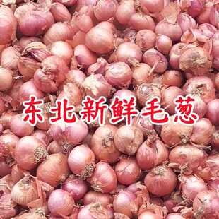 毛葱东北特产鬼子葱新鲜圆葱大红色葱头农家笨洋葱小圆葱生吃干毛