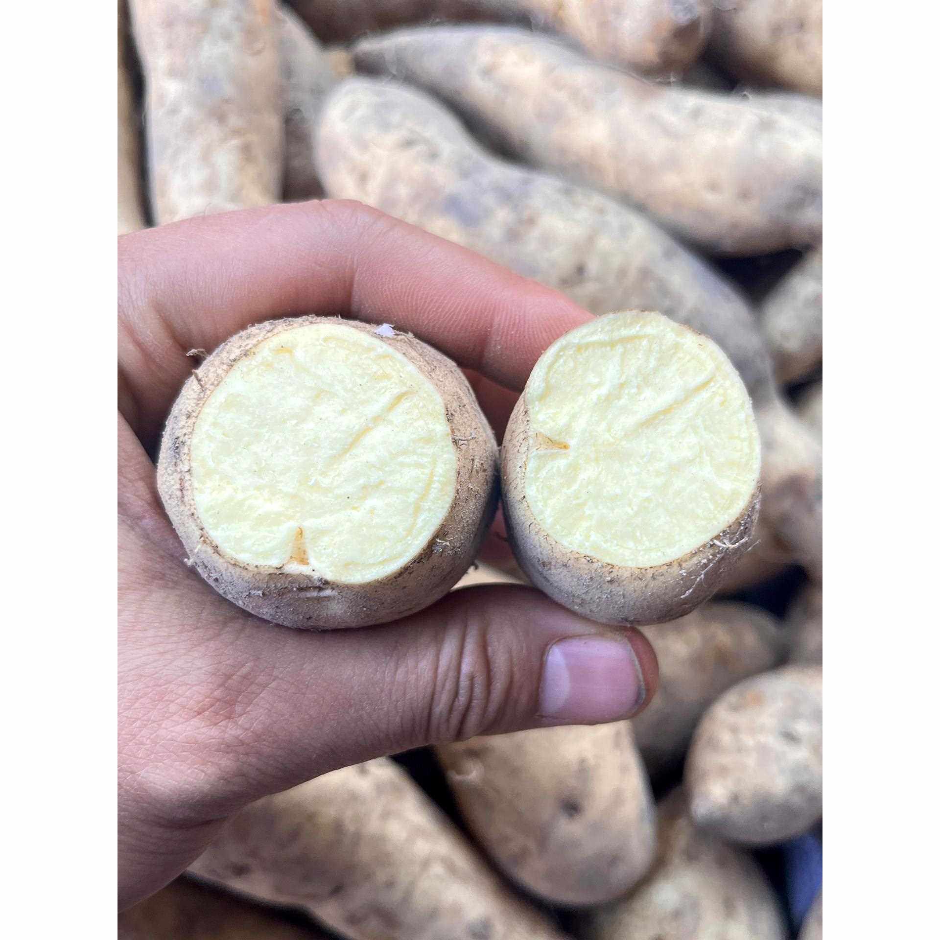 【罗坑白皮黄心番薯10斤装】粤北特产新鲜生地瓜农家红薯板栗黄薯