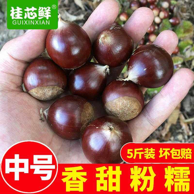 建瓯特产板栗生新鲜高山锥栗油栗野生毛栗子圆栗农家现摘包邮