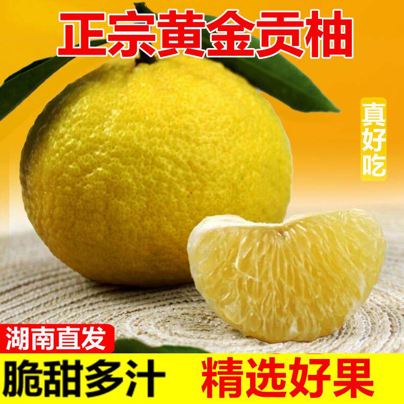 怀化洪江黄金贡柚春香桔柚象山青新鲜甜柚湖南雪峰山特大果