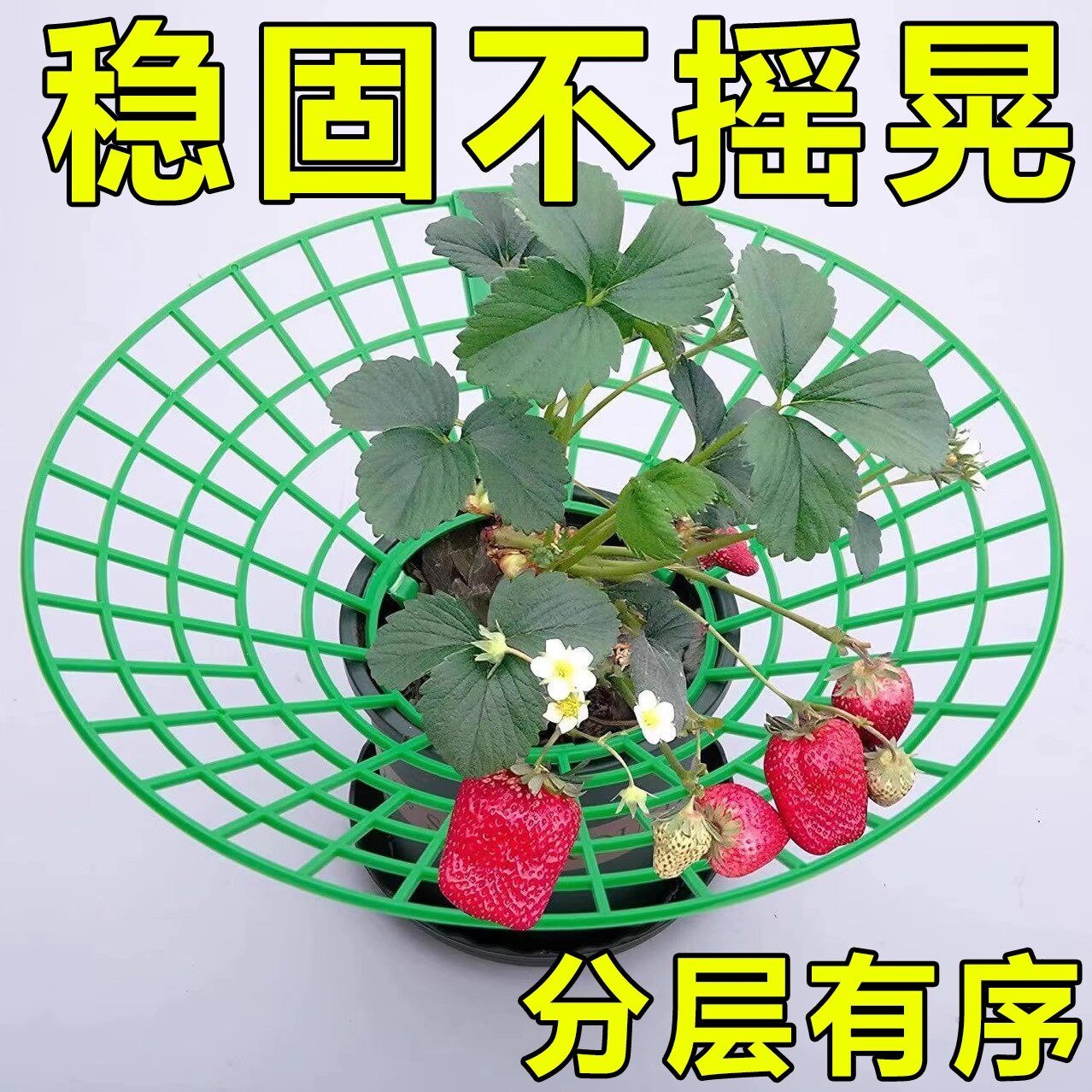 草莓托果网种植托盘支架园艺盆栽水果家庭绿植拼接防烂叶烂果架子