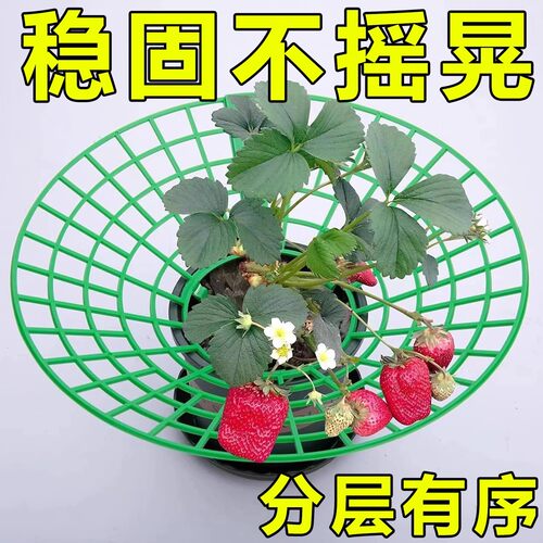 草莓盆栽托盘支架防烂叶防烂果