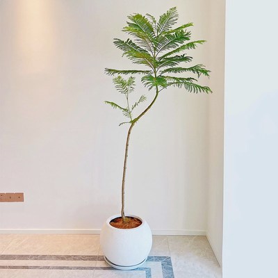 蓝花楹大c型绿植室内办公室盆栽落地植物室外庭院造景客厅玄关阳