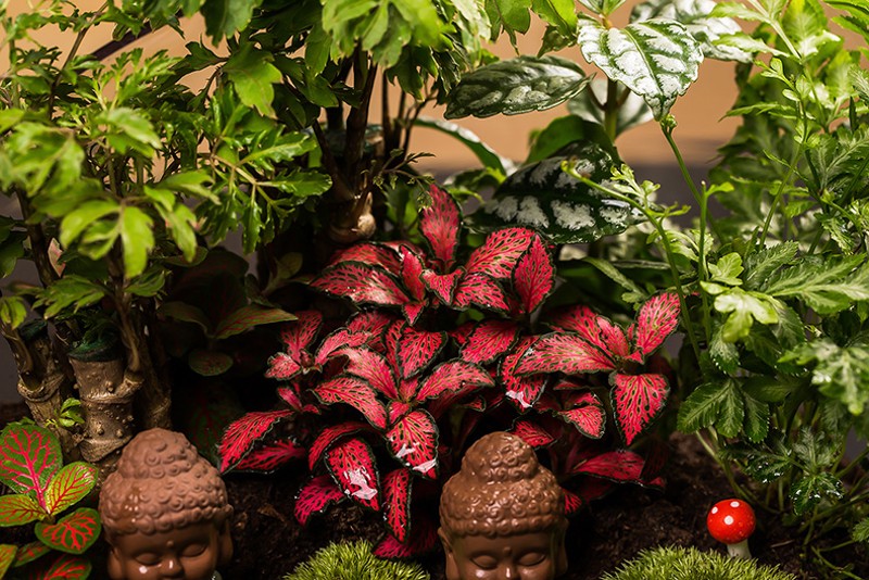 微景观植物礼物生态瓶diyu创意送领导乔迁办公绿植贺寿生微观盆景