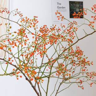 山归来蔷薇果f鲜切枝水培植物小众鲜花室内水养插花装饰情人节礼