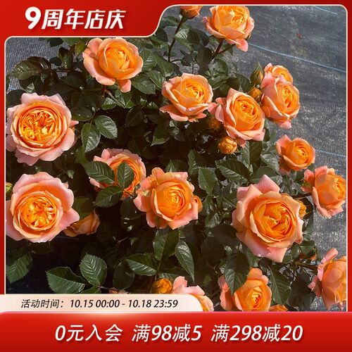 惠惠的花园 灌木月季飞橙x四季丰花橙色包子庭院阳台盆栽玫瑰