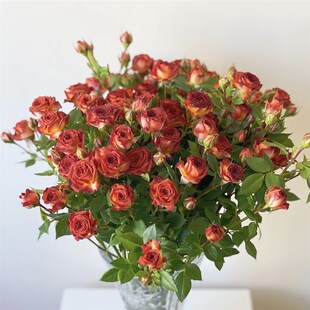 巧克力玫b瑰多头小玫瑰泡泡云南直发昆明直批插基地斗南花市玫瑰