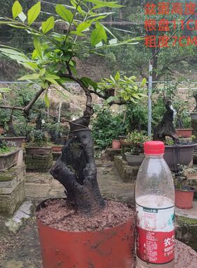 金弹子盆景嫁接血钻血红葫芦果原生母树O小山灌木金弹子母桩
