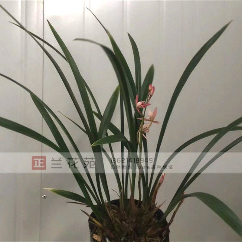 红香妃 b建兰四季兰铭品新芽雪白花色粉红娇美 芳香花叶兼赏,鲜花速递/花卉仿真/绿植园艺,时令草本花卉,淘宝优惠券,粉丝福利购,淘宝优惠卷