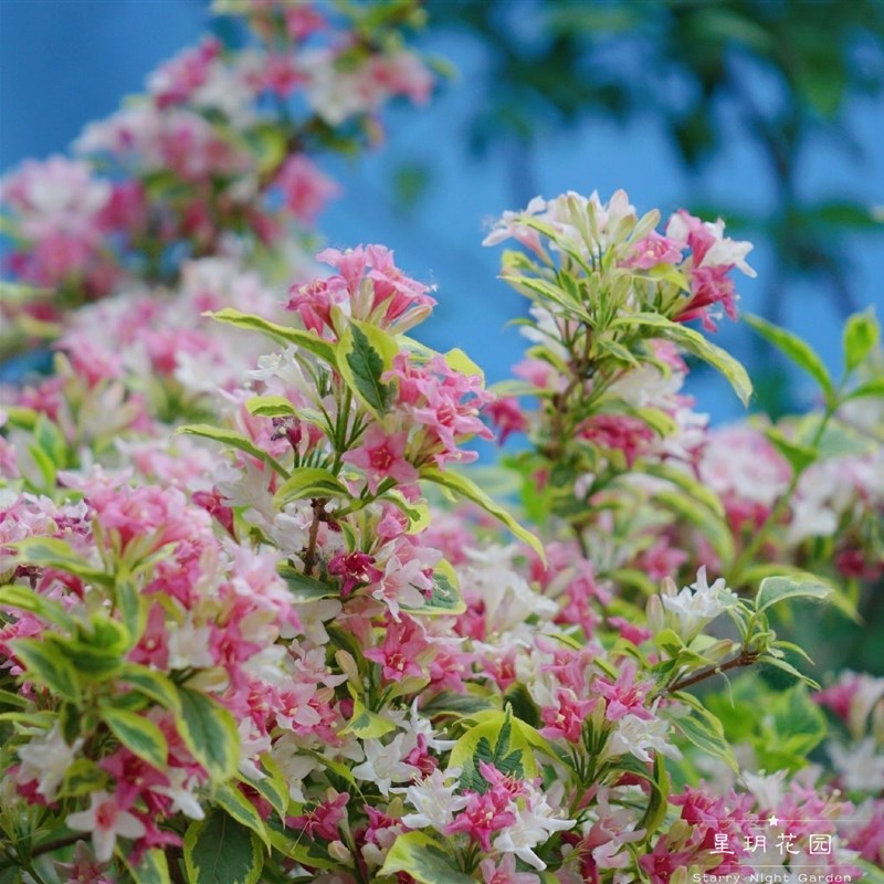 多年生耐寒d耐热灌木花卉花叶锦带花盆栽花苗庭院别墅花园花境植