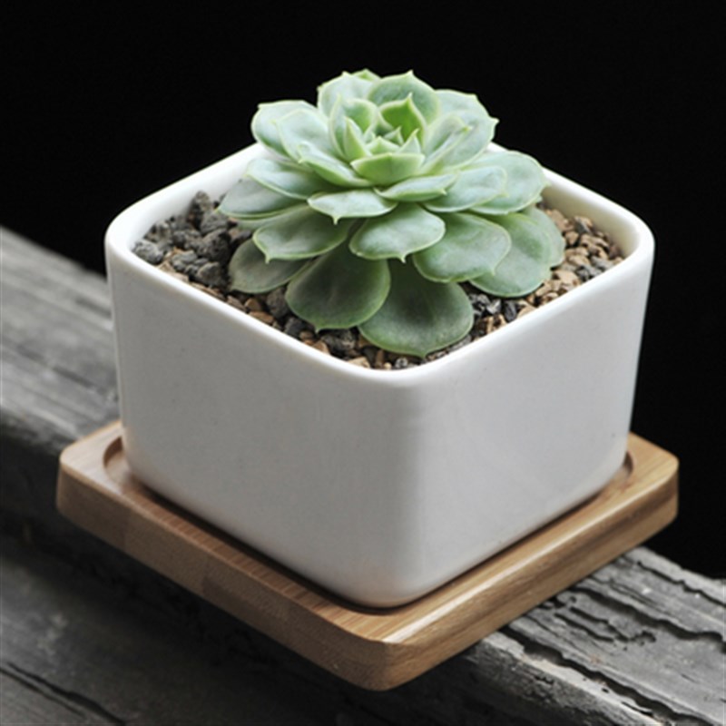 简约多肉白瓷迷你多肉陶瓷花盆竹托盘不变形akka花盆带竹托盘