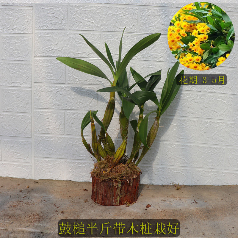 石斛半斤带木桩栽好叠鞘金钗w球花鼓槌肿节翅梗黑毛尖刀唇半斤木