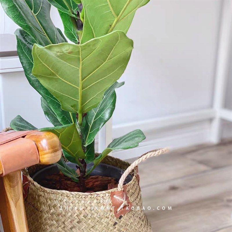 琴叶榕绿植好养活室内客s厅四季去甲醛新房大型盆栽办公室大叶植,鲜花速递/花卉仿真/绿植园艺,绿植,淘宝优惠券,粉丝福利购,淘宝优惠卷