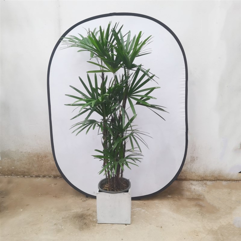 大叶棕竹盆栽室内观叶o植物客厅卧室办公室花园庭院阳台别墅大绿