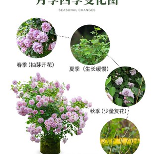 悠久的约定月季玫红色大花x浓香庭院阳台盆栽四季开花扦插苗