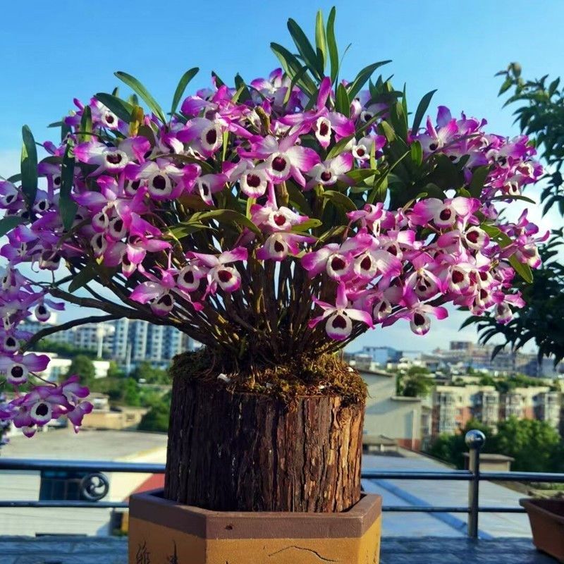 石斛大苗裸根,鲜花速递/花卉仿真/绿植园艺,国兰/杂交兰/洋兰类,淘宝优惠券,粉丝福利购,淘宝优惠卷