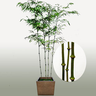 筇竹四方竹盆栽室内外绿化罗汉竹阳台庭院盆M景花卉观赏矮化竹子