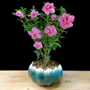 重瓣木槿b花盆栽牡丹植物阳台庭院四季开花室内外木本花卉耐热旺