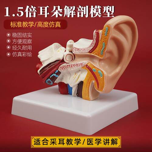 1.5倍耳朵解剖模型 仿真人耳z采耳教学耳道医学耳鼻喉科内耳展示