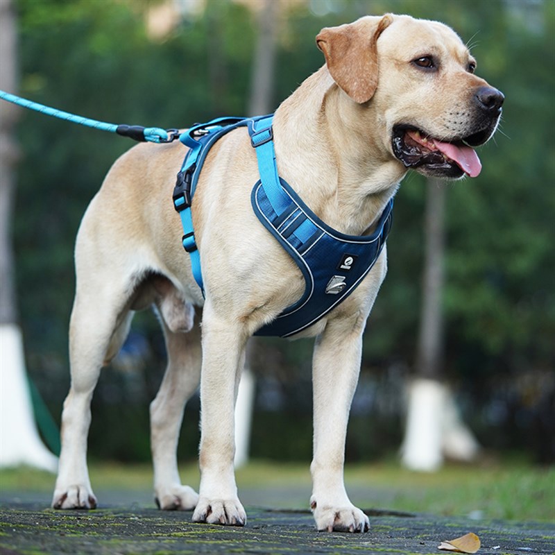 狗狗牵引绳背心式防爆冲胸背带中型大型犬拉布拉多金毛大狗遛狗绳