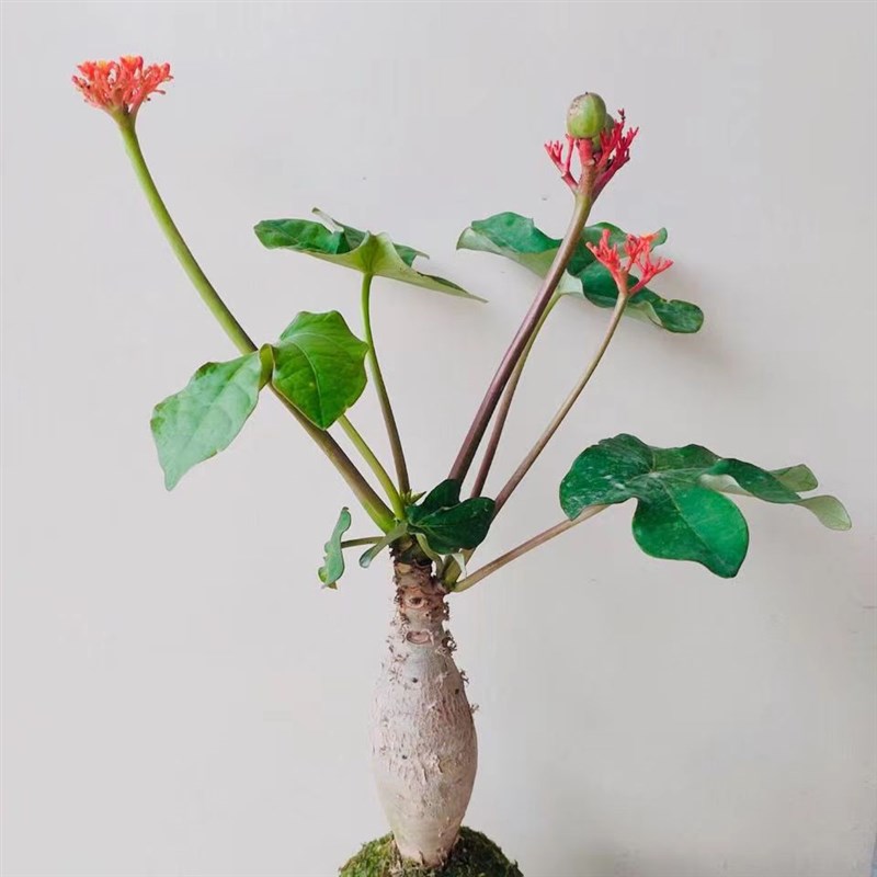 佛肚海棠盆栽花卉大肚红花块根植物四季开花阳台庭院净化空气绿植