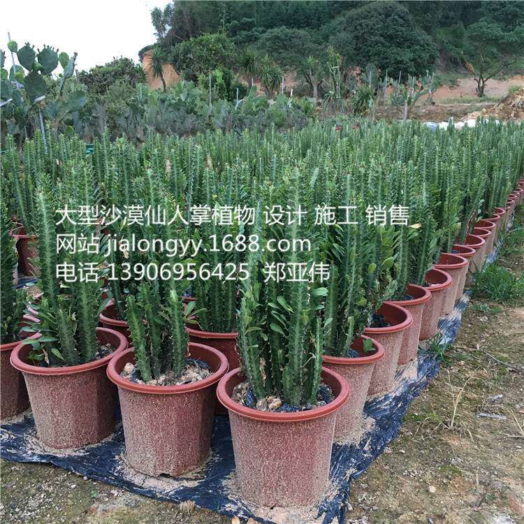 高70仙人柱 绿龙骨花 植物盆栽 龙骨柱 霸王鞭 室内绿植盆栽设计