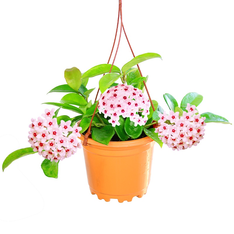 绿叶球兰盆栽办公室内吊兰花苗垂吊植物攀援花卉爬藤绿植四季常青