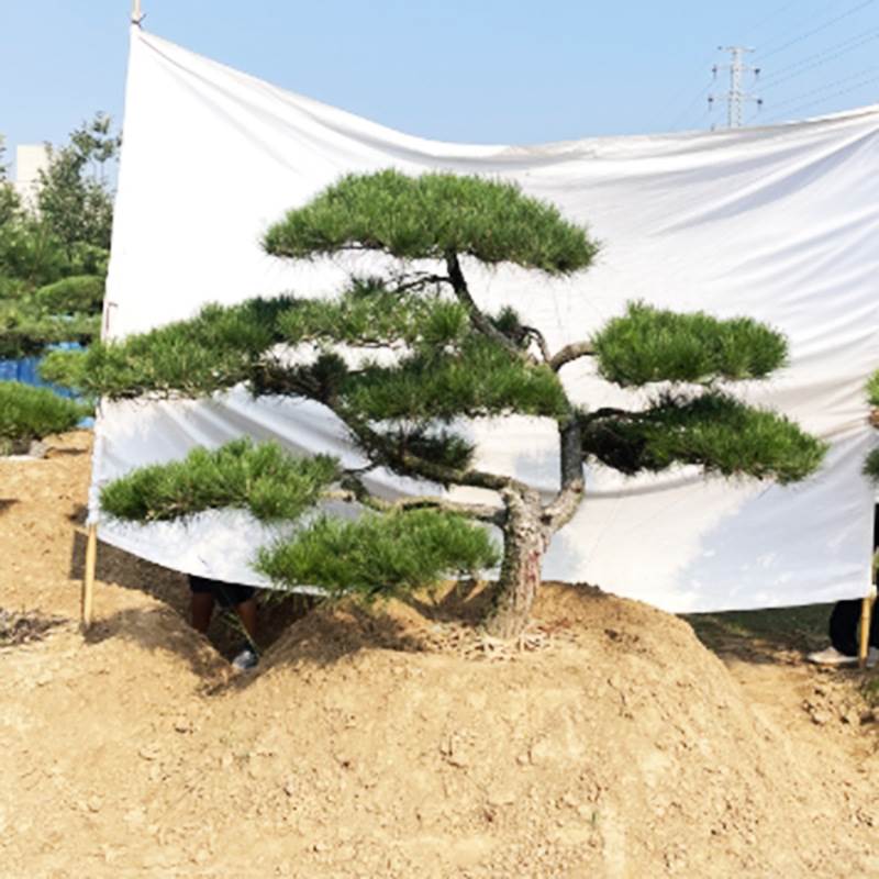 岱松园林出售公园景观18公分造型油松 绿化风景观赏松树 造型油松