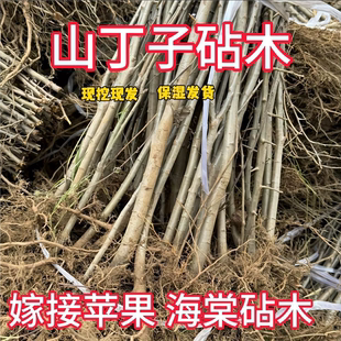 基地直发山丁子树苗嫁接苹果海棠树苗砧木苹果实生苗苹果砧木包活