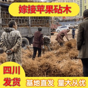 四川批发现挖八棱海棠树苗山丁子树苗嫁接苹果树矮化砧木山丁子苗