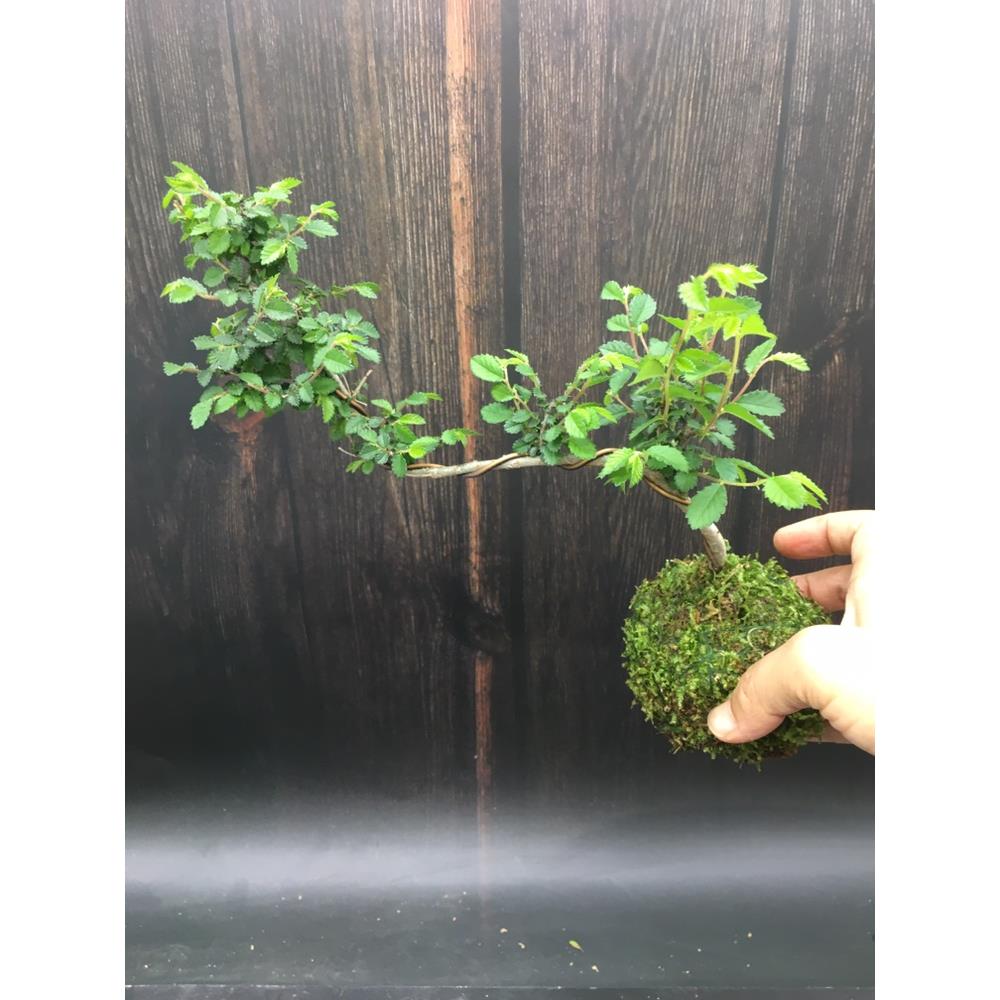 小叶榔榆树苗悬崖榆树临水造型九里香阳台室内好养盆栽苔玉苔藓球