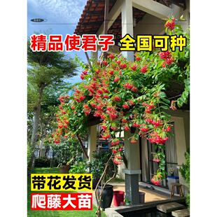 使君子爬藤植物大苗室内外重瓣大花庭院阳台四季常绿驱蚊花卉绿植
