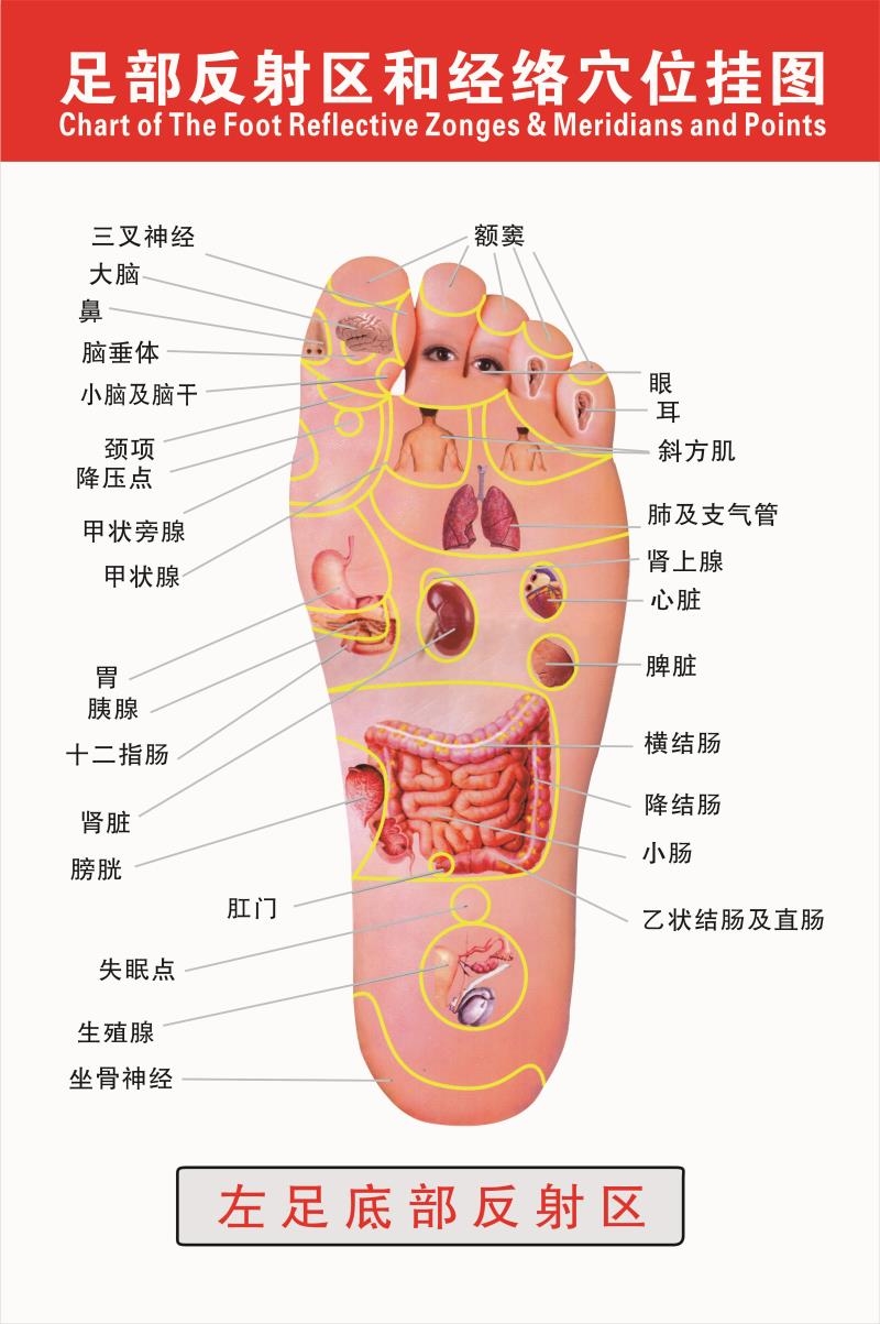 足部反射区和经络穴位挂图足疗店洗脚店海报左Q足底部反射区墙贴