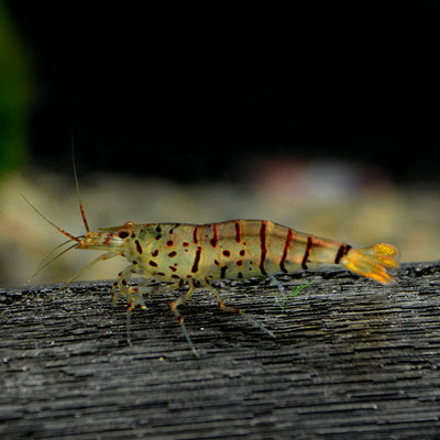 新品樱花虾极火虾黑壳虾观赏虾黄米虾除藻虾草缸虾冷水