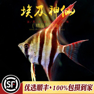 新品2021定水埃及神仙鱼阿塔巴布哥埃黑水河圣菲利佩观赏热带燕鱼