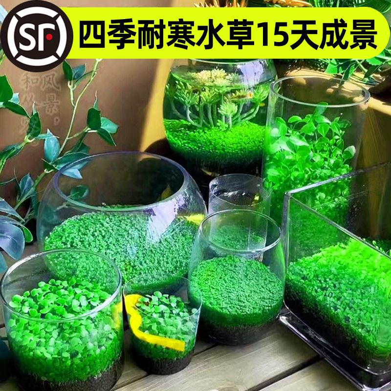 鱼缸水草种子生态玻璃瓶造