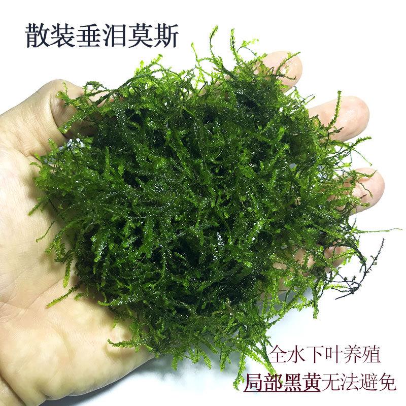 散装莫斯水草植物懒人真草
