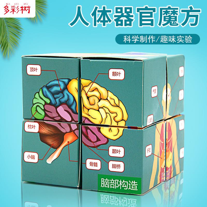 儿童手工diy制作认识人体